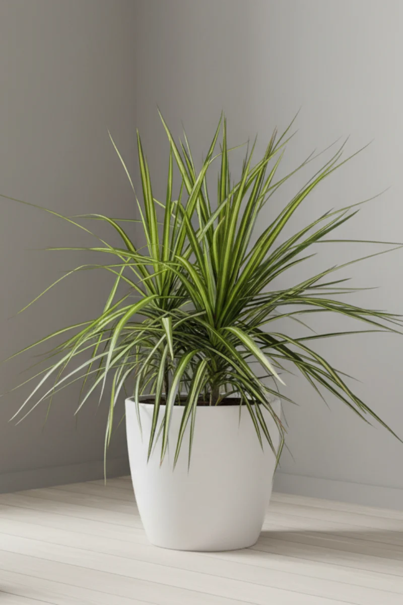 Dracaena Marginata Kiwi 10"