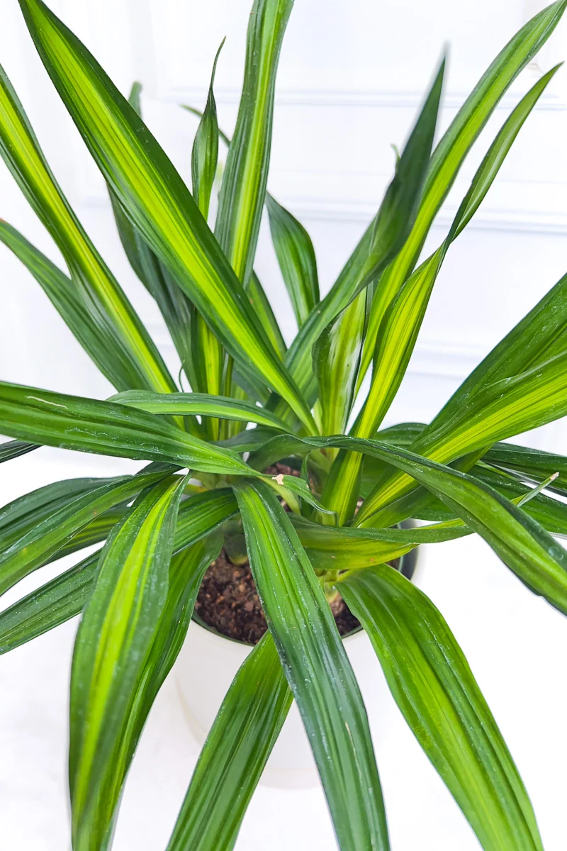 Dracaena, Rikki Tip 6" - Image 2