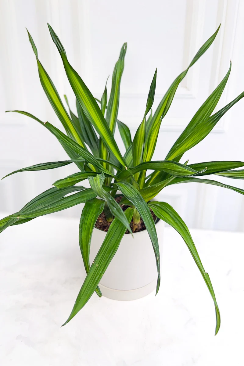 Dracaena, Rikki Tip 6"