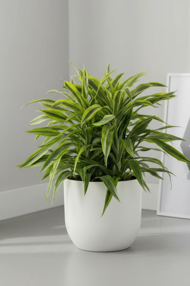 Dracaena, Warneckii Goldstar 14"
