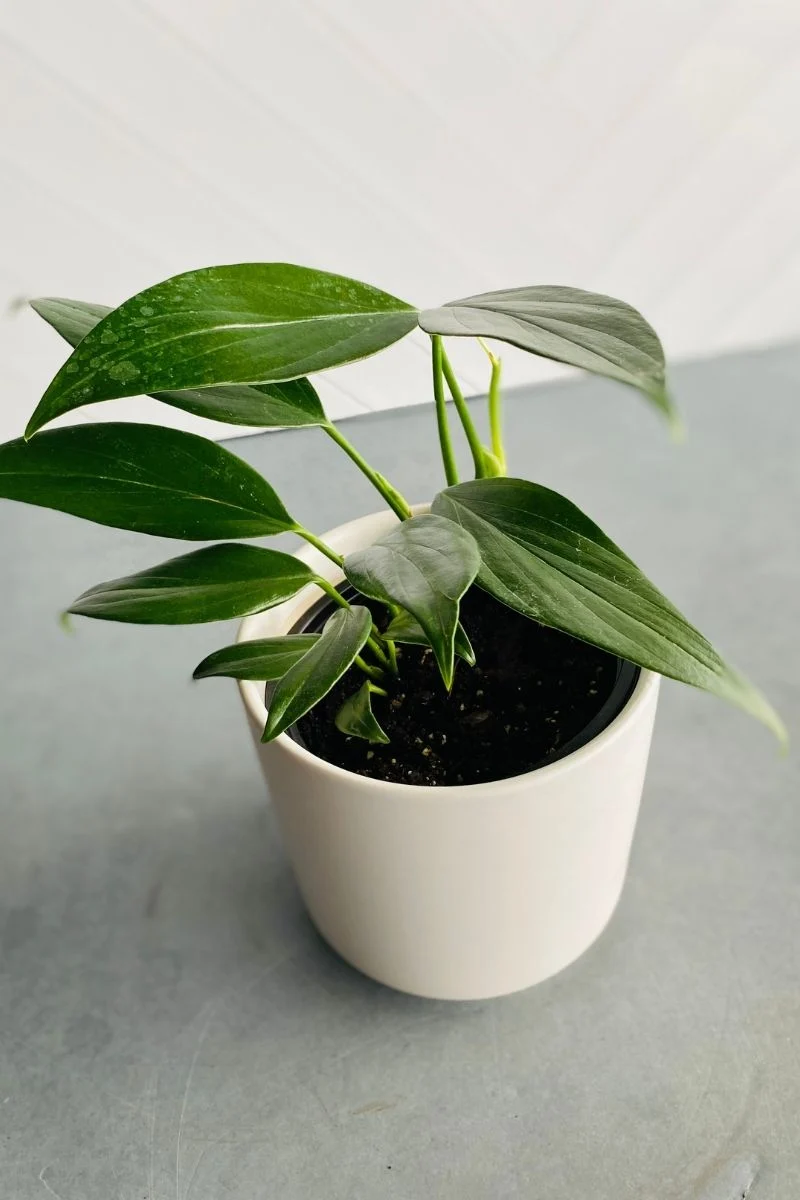 Rhaphidophora, Dragon Tail 4"