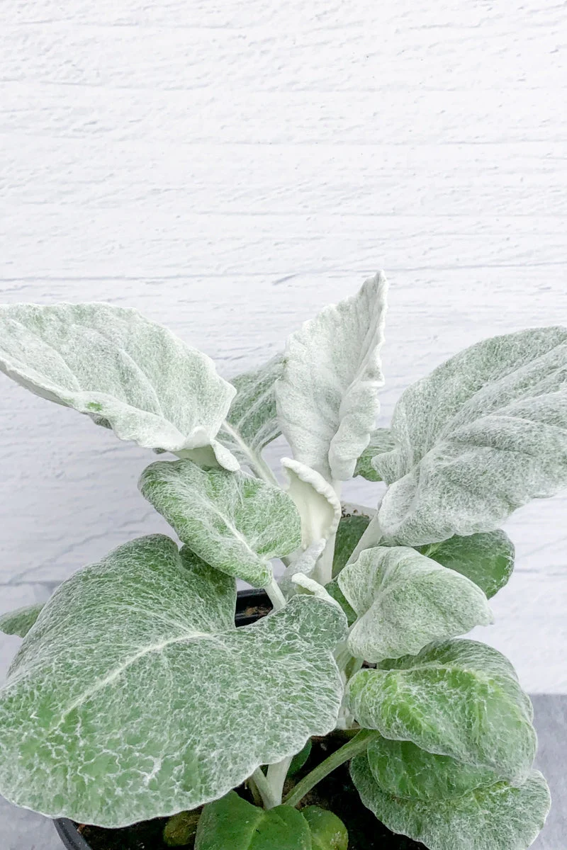 Dusty Miller
