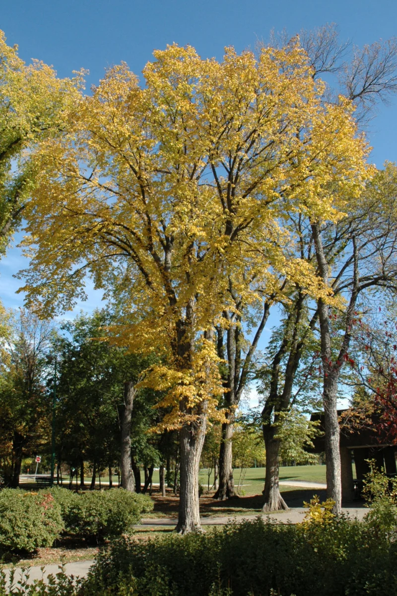 Elm, (native) American - Image 2