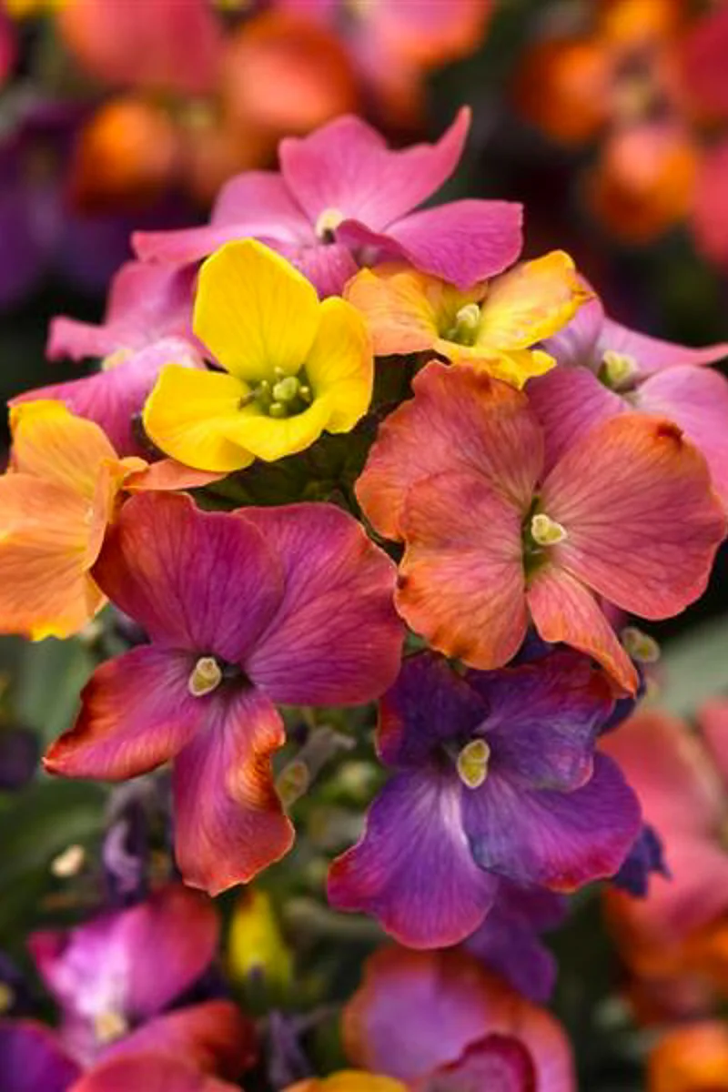 Erysimum, Brightside Magenta Glow
