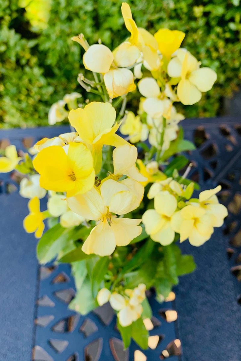 Erysimum Sr Yellow