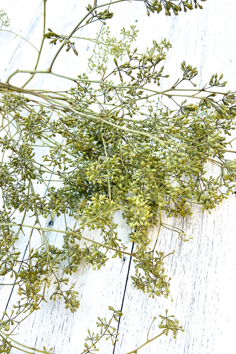 Eucalyptus, Seeded Naked Natural - Image 2