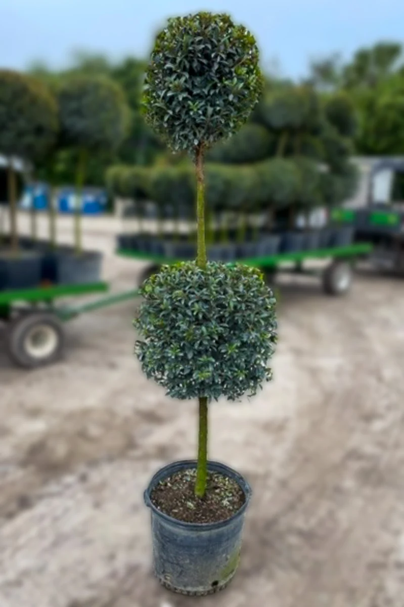 Eugenia, Topiary 2 Ball 14"