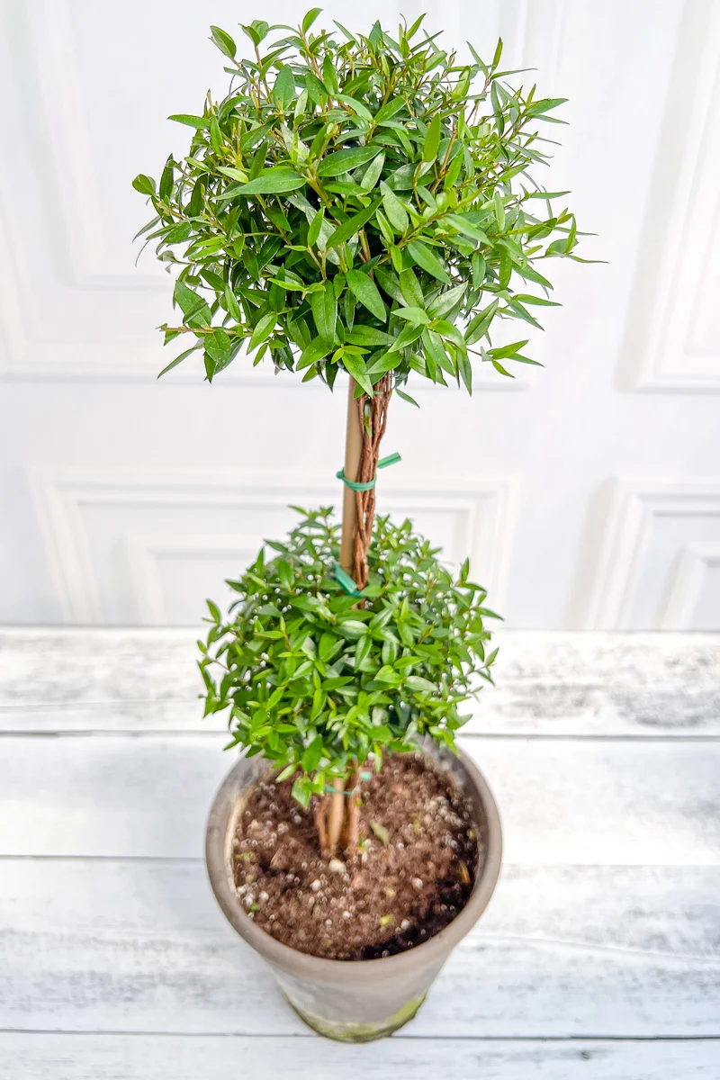 Eugenia, Topiary Double Ball 5" Grey Clay Pot