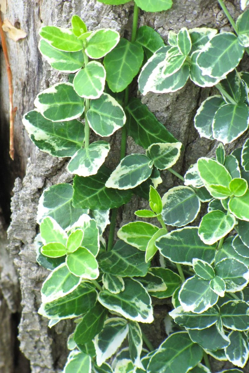 Euonymus, Emerald Gaiety - Image 2