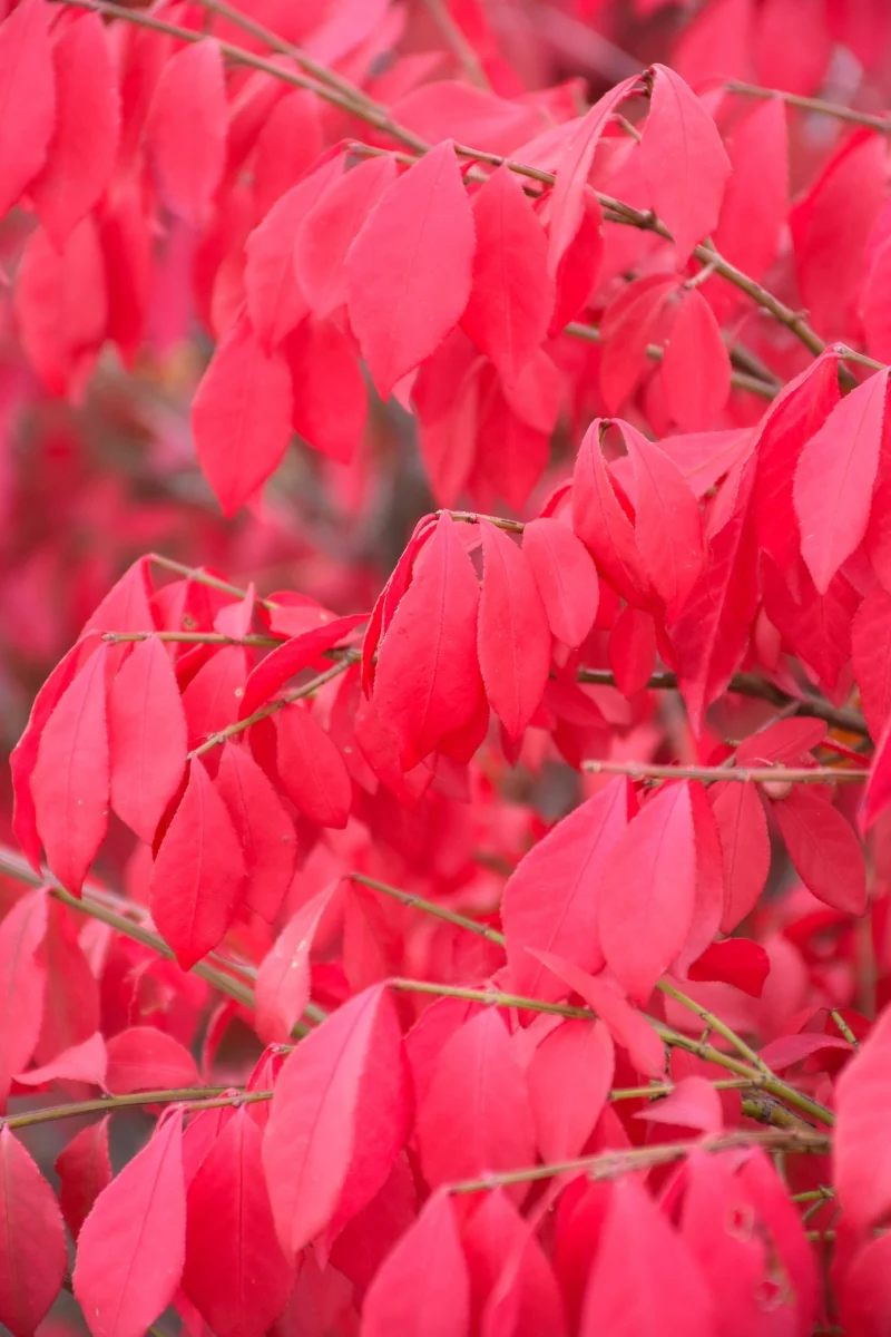 Euonymus, Fireball Seedless Burning Bush - Image 2