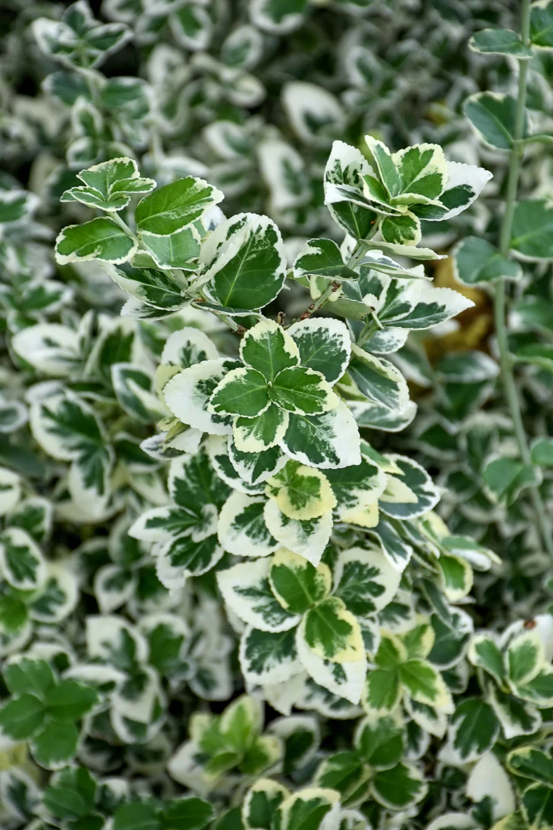 Euonymus, White Album