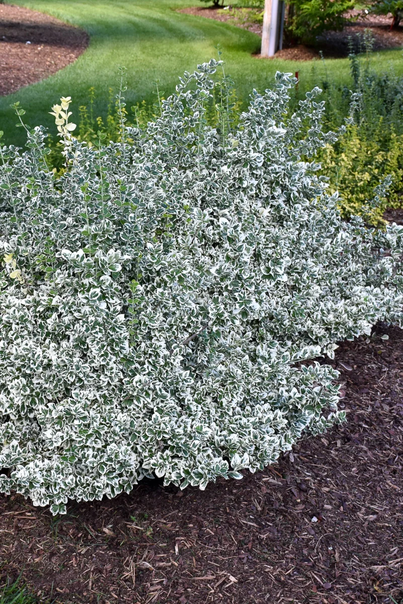 Euonymus, White Album - Image 2