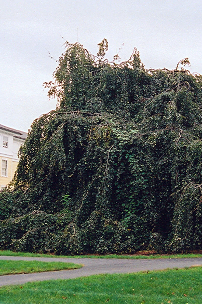 European Beech, Weeping Purple