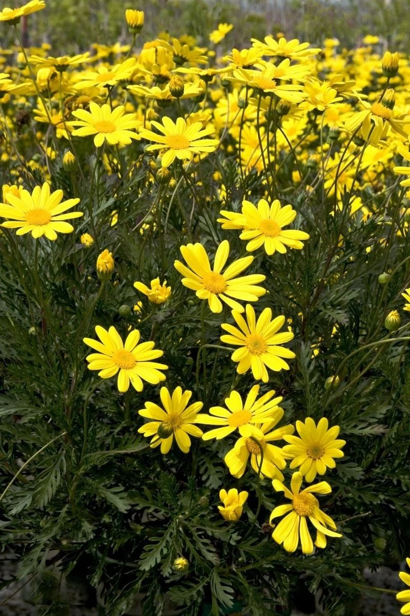 Euryops, Pect Viridis