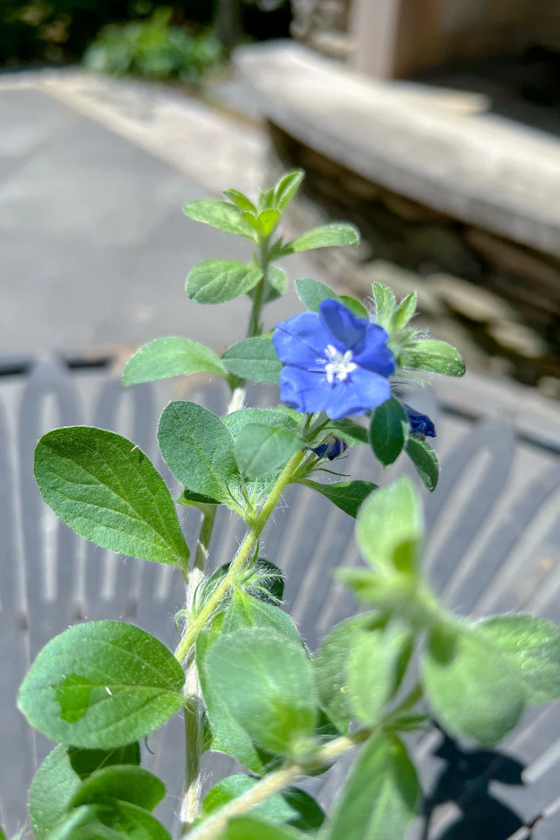 Evolvulus Blue