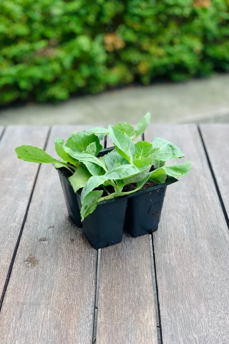 Fall Vegetable, Cabbage Pk