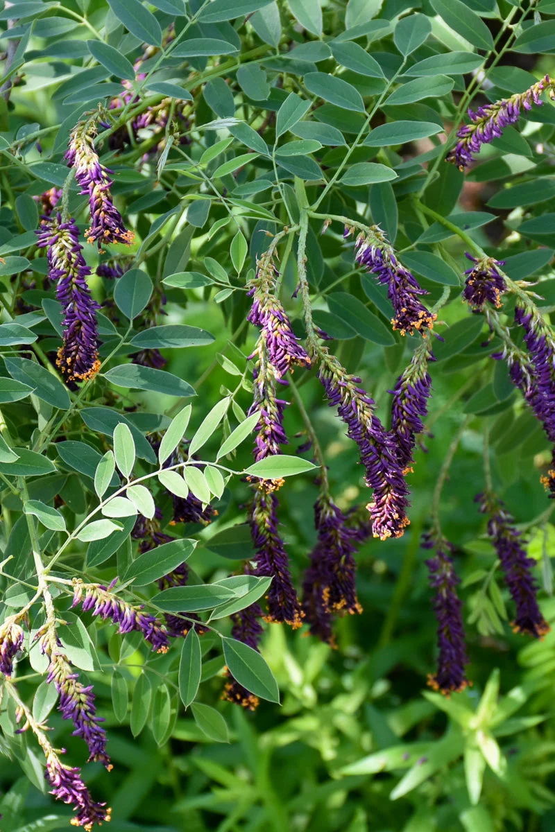 False Indigo
