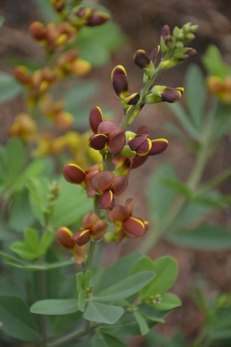 False Indigo, Cherries Jubilee