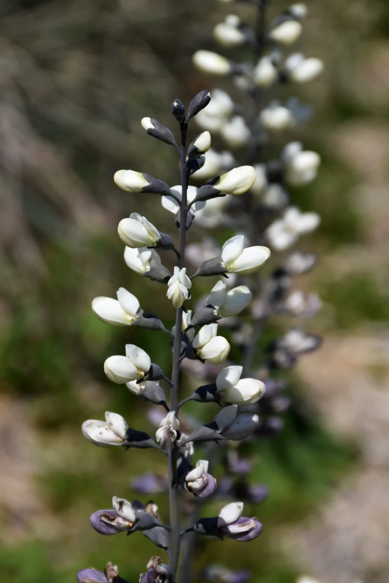 False Indigo, White