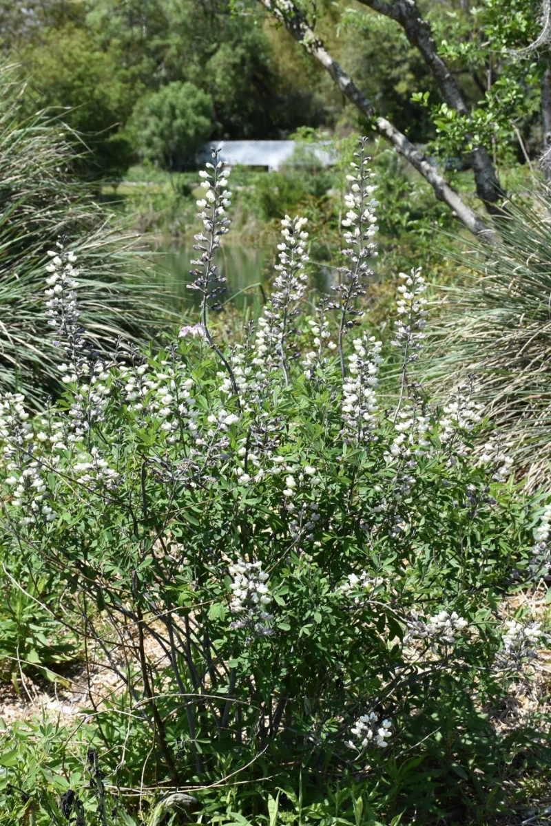 False Indigo, White - Image 2