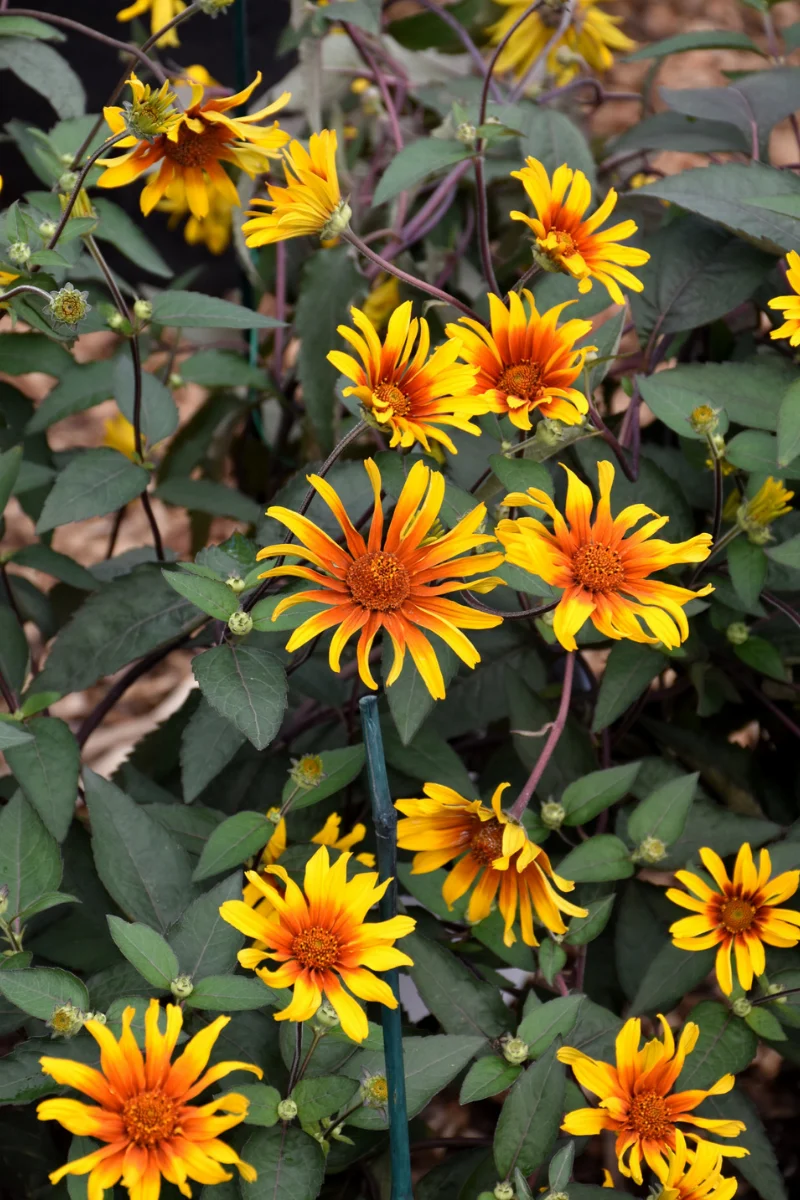 False Sunflower, Burning H