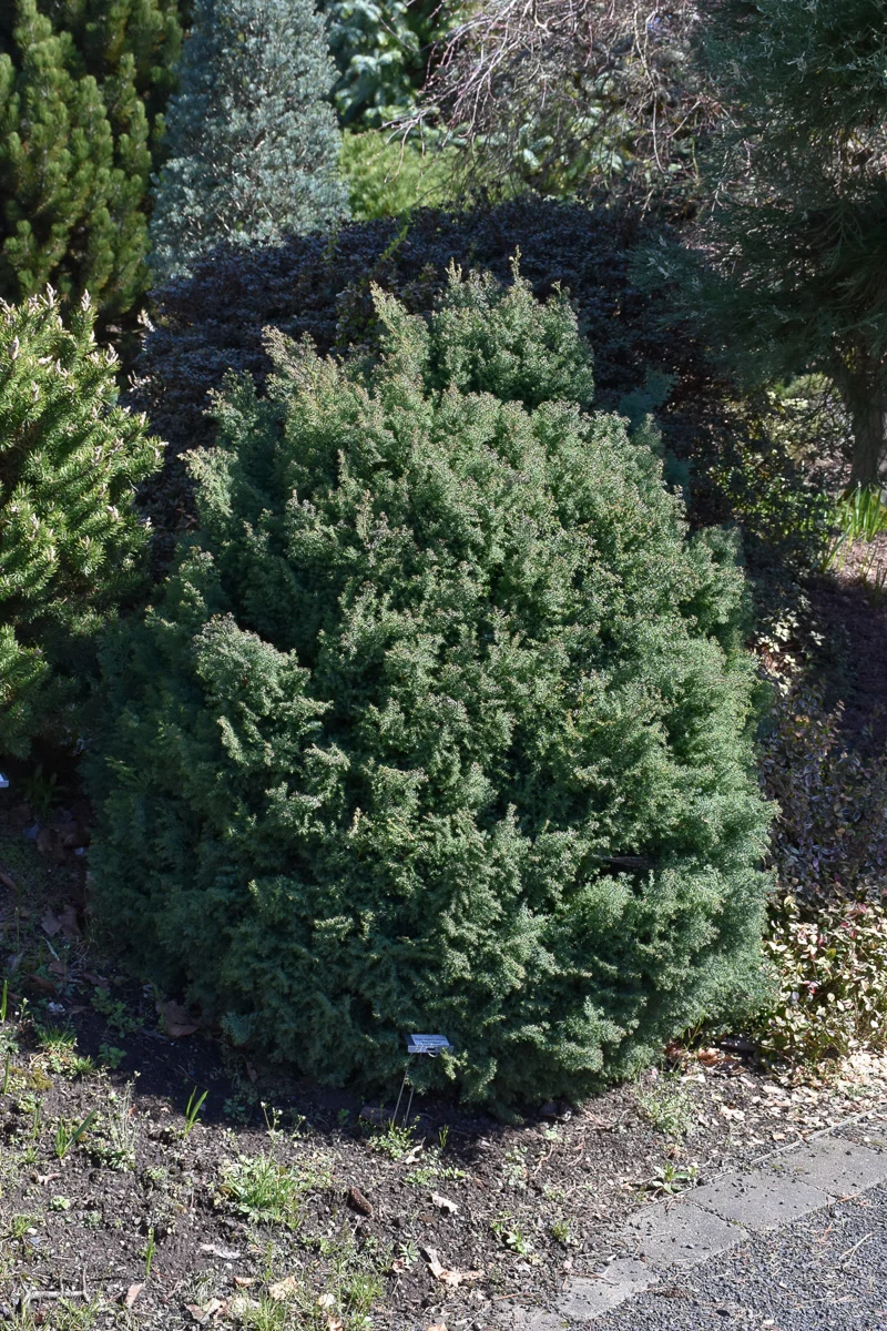 False Cypress, Dwarf Blue Feathers - Image 2