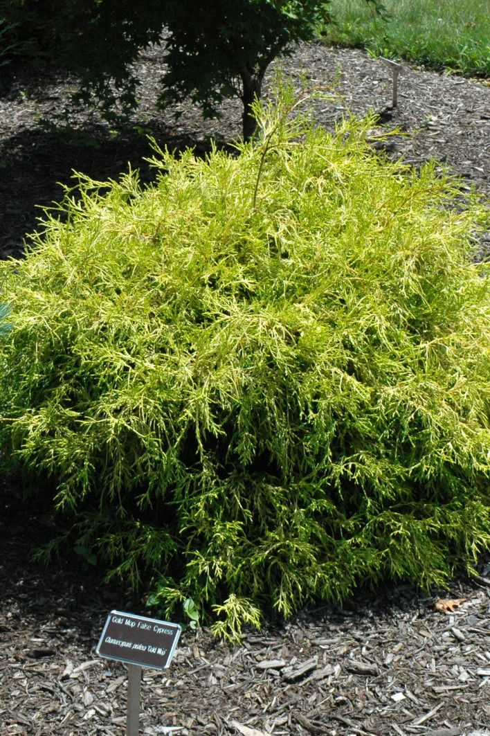 Falsecypress, Mops - Image 2