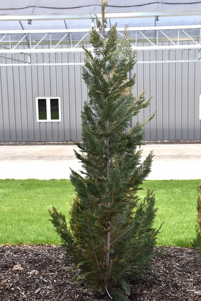Falsecypress, Pinpoint Blue - Image 3