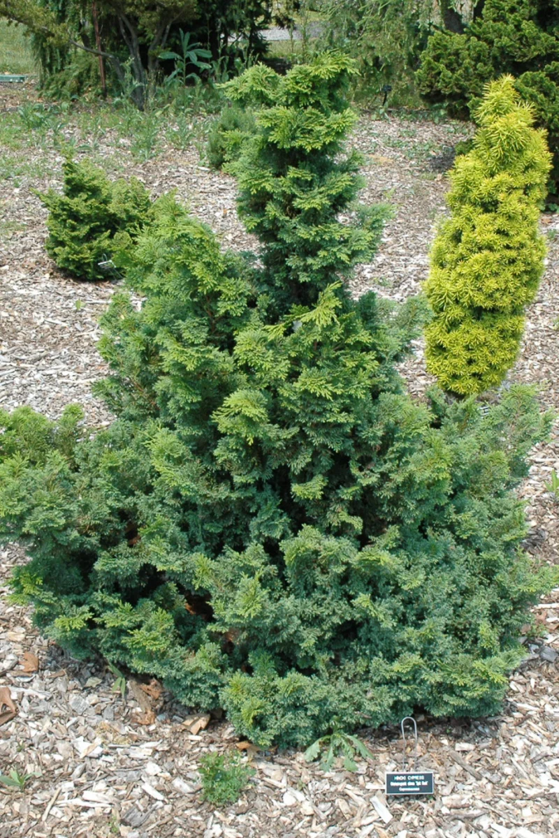 False Cypress, Split Rock - Image 2