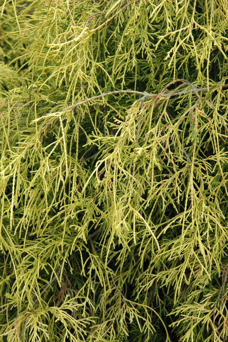 Falsecypress, Sungold