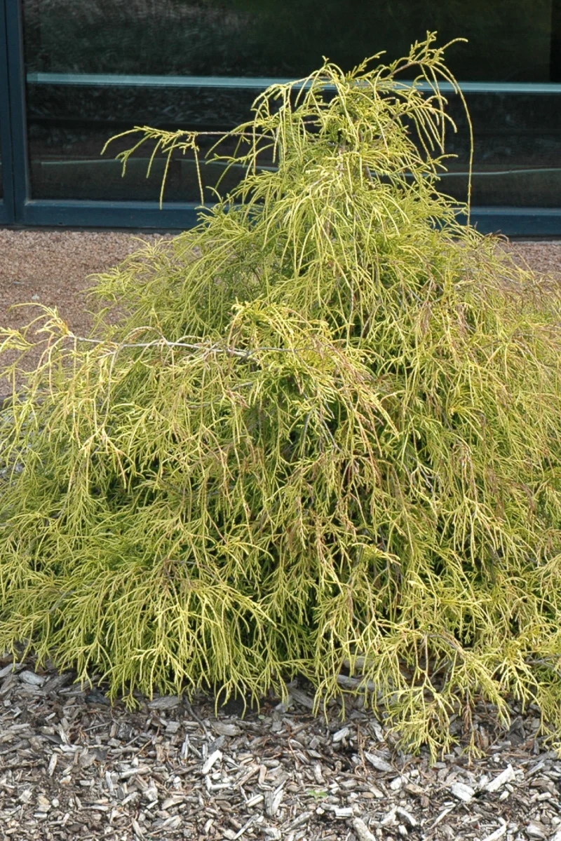 Falsecypress, Sungold - Image 2
