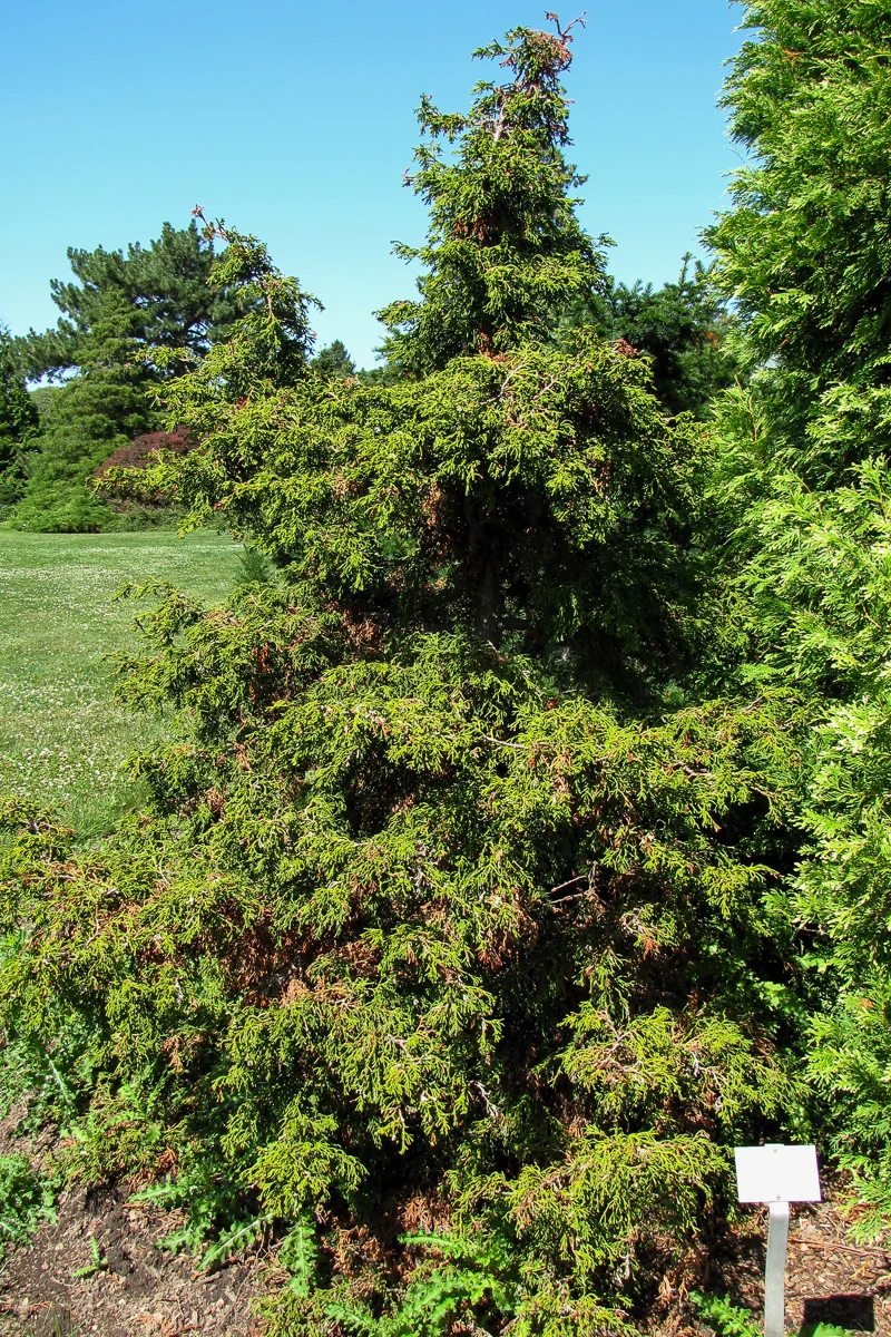 Falsecypress, Torulosa