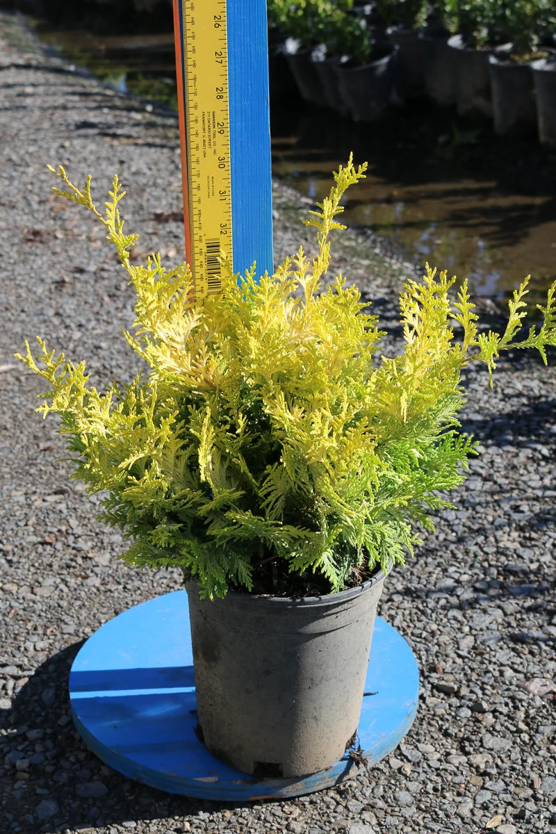 Falsecypress, Vintage Gold