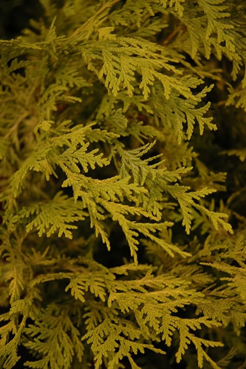 Falsecypress, Vintage Gold - Image 2