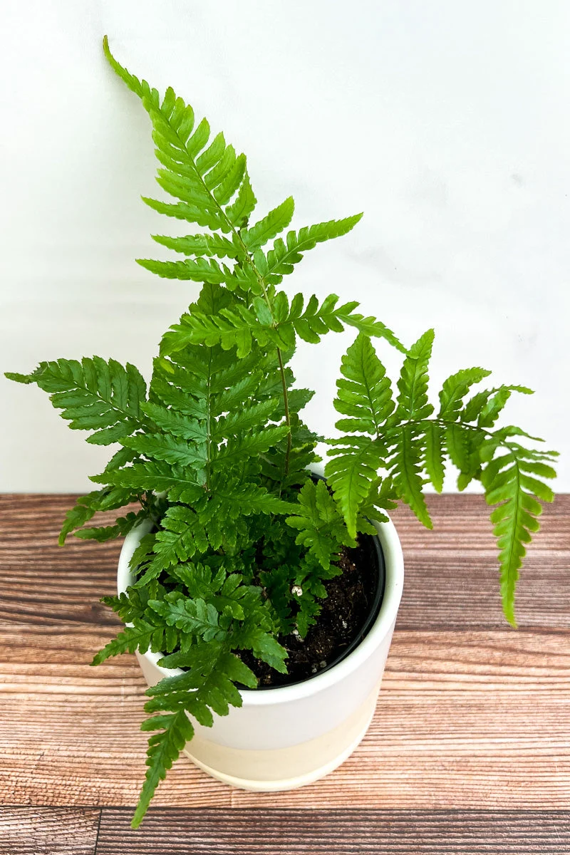Fern, Autumn 3.5" - Image 2