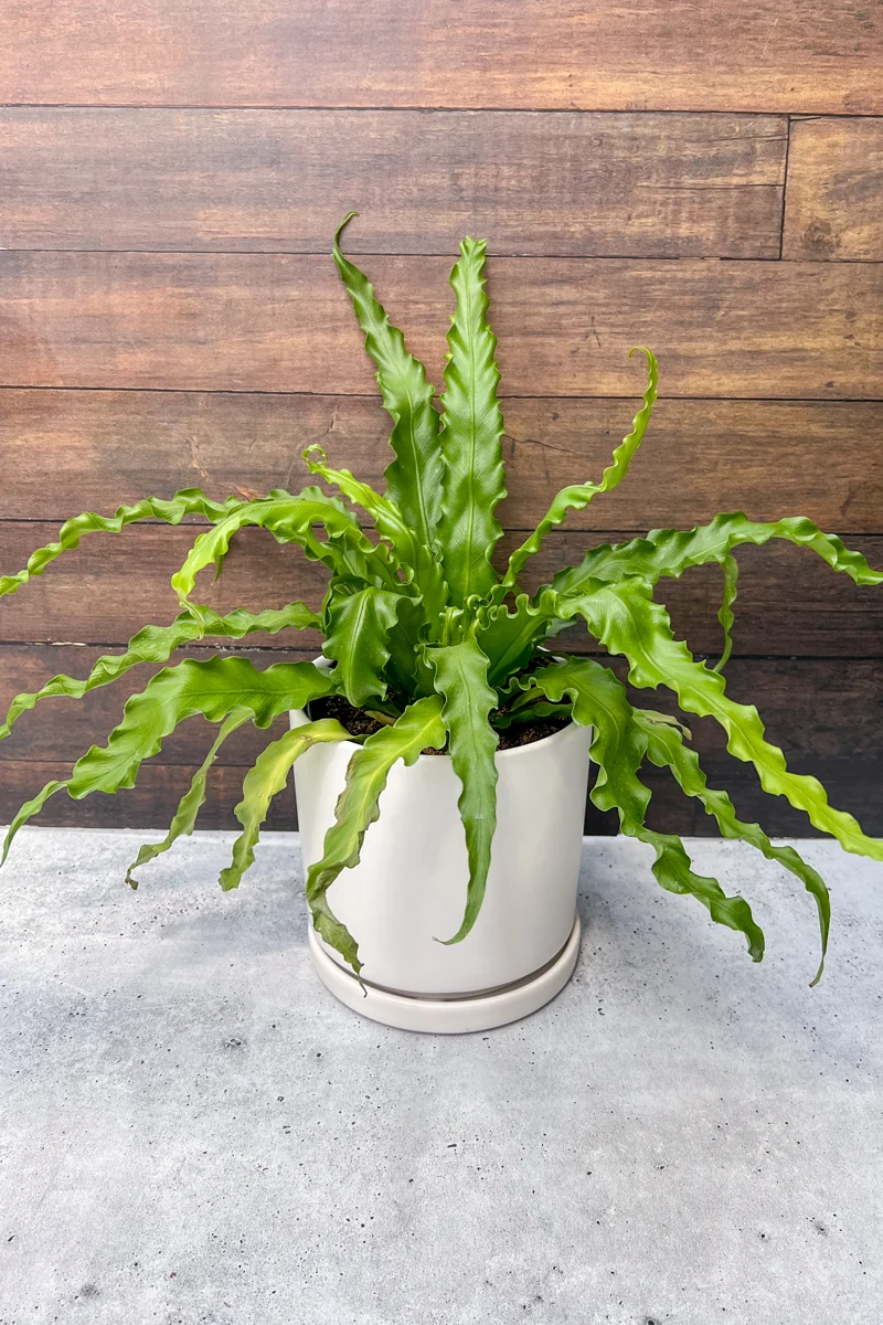 Fern, Bird's Nest 6" - Image 2