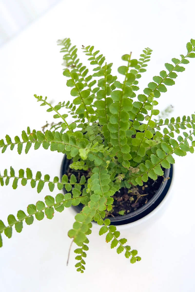 Fern, Button 4"