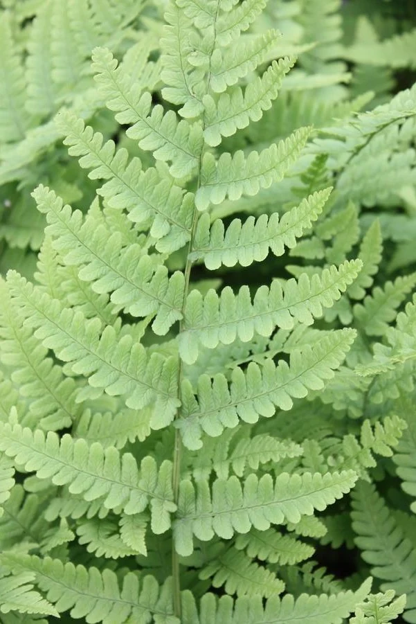 Fern, Leatherwood 1G