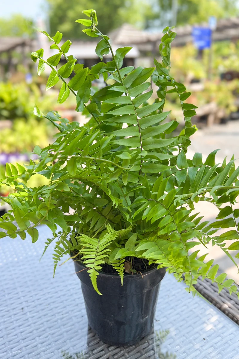 Fern Macho