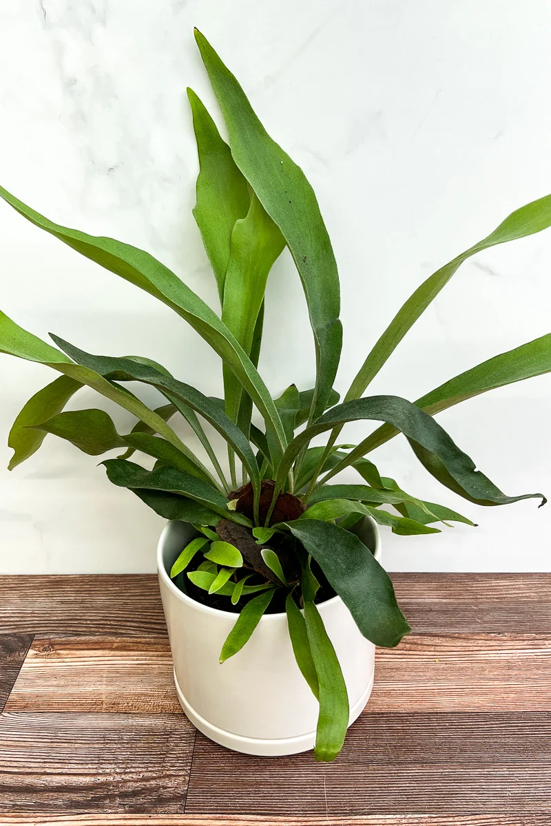 Fern, Staghorn 6"