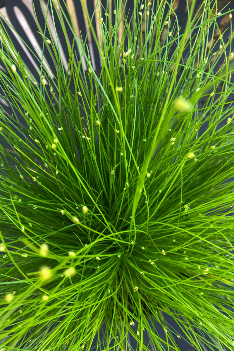 Fiber Optic Grass