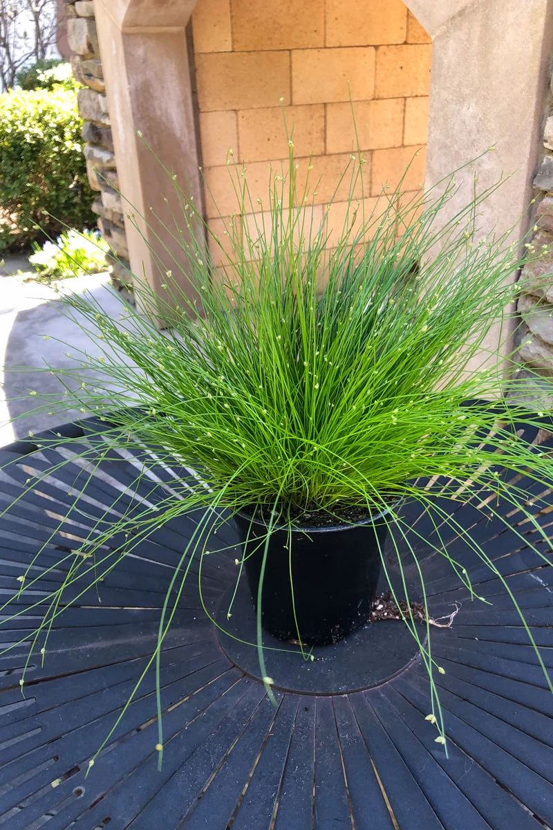 Fiber Optic Grass - Image 2