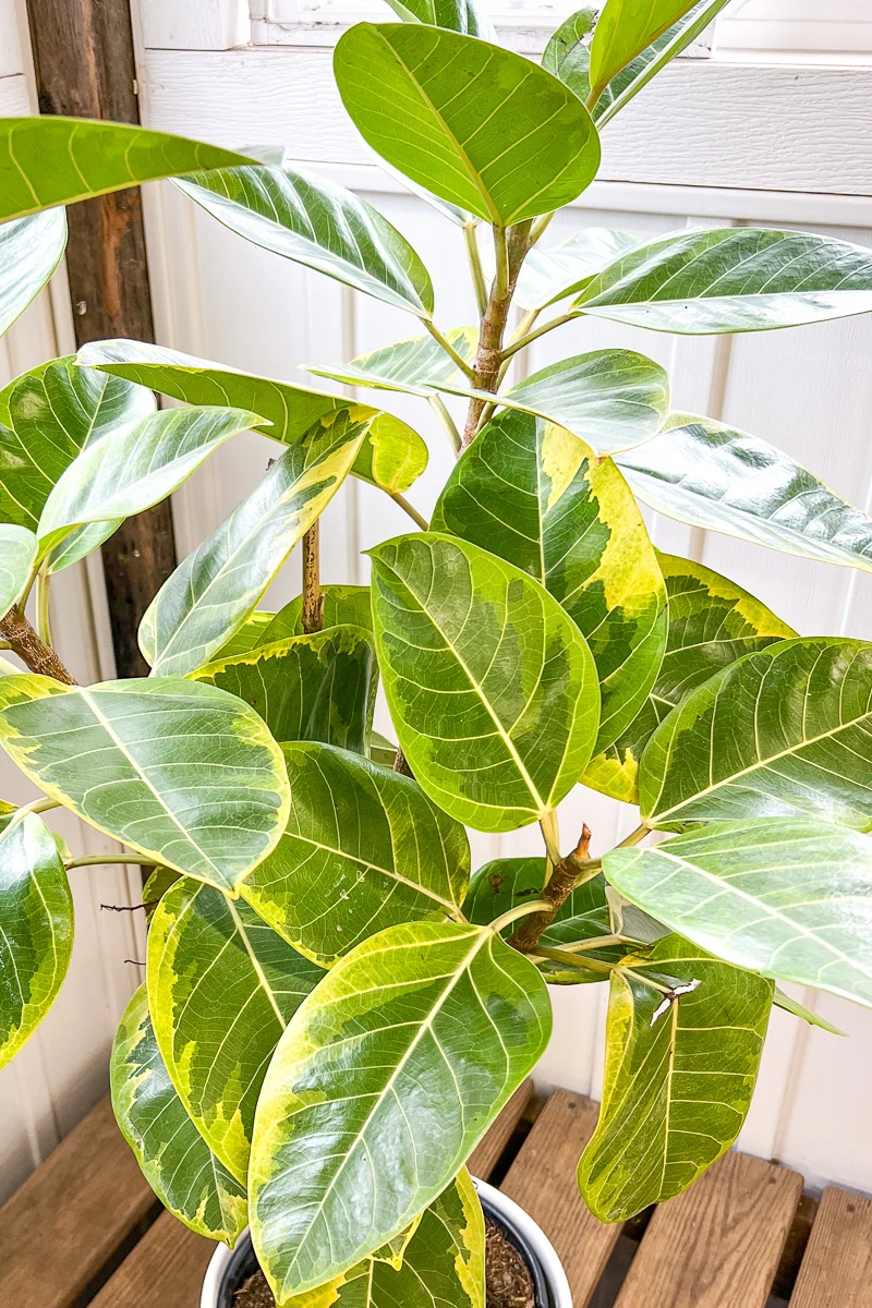 Ficus, Altissima Audrey 14" Std