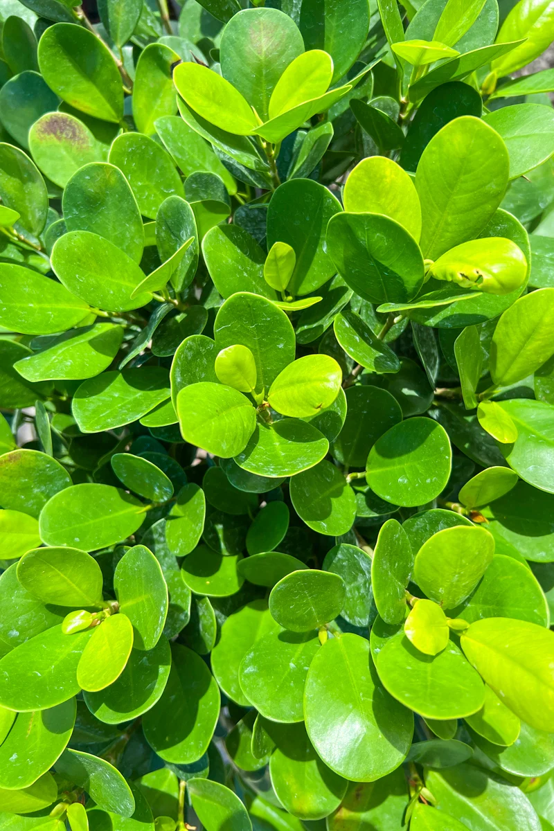 Ficus, Daniella 12" Standard - Image 2