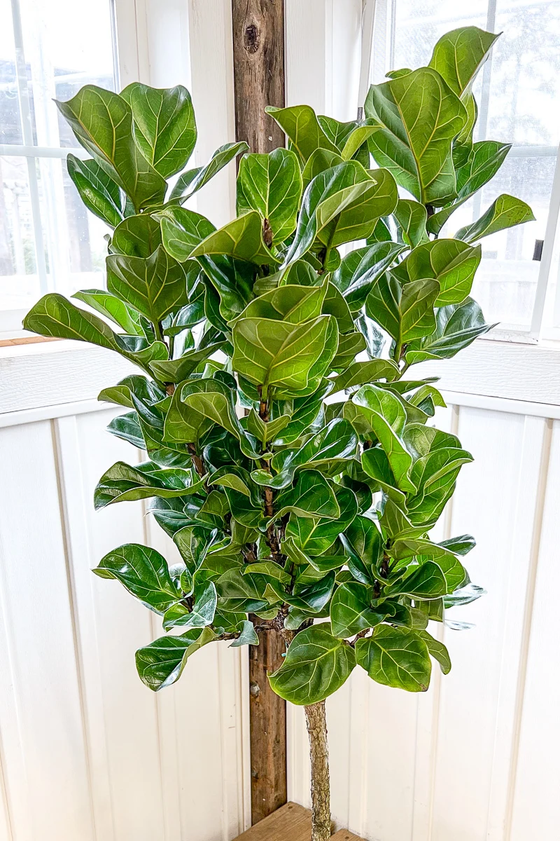 Ficus, (Lyrata) Fiddle Leaf Fig Little Sunshine 12" Standard