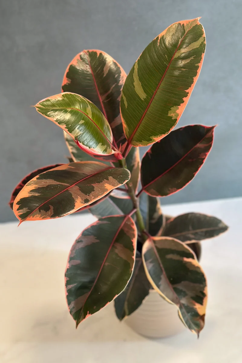 Ficus, Ruby 6" - Image 2