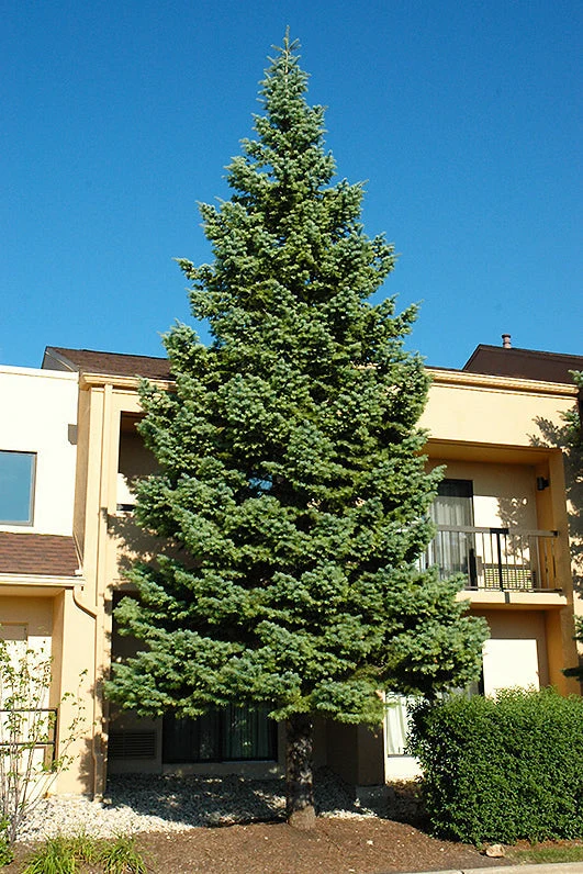 Fir, Concolor