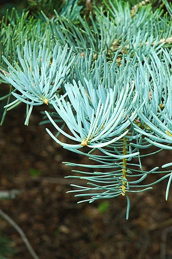Fir, Concolor - Image 2