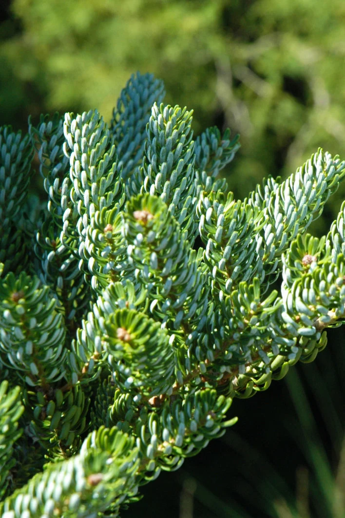 Fir, Silver Show