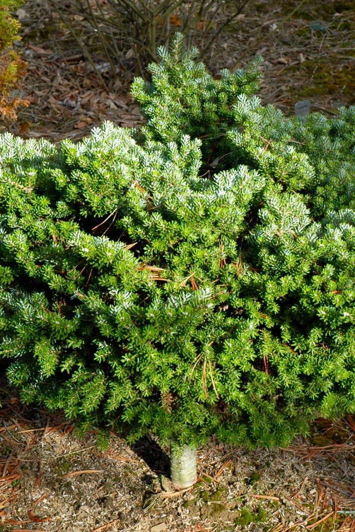 Fir, Silver Show - Image 2